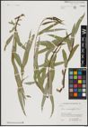 Foto von Salix acmophylla Boiss.